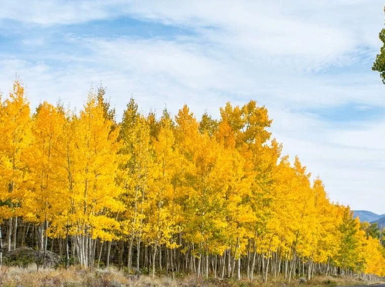 Golden Quaking Aspen Bare Roots - 2 Live Trees, 2-3 Ft Tall, White Bark, Yellow Fall Foliage, Cold Hardy Outdoor Populus Tremuloides Golden Quaking Aspen Bare Roots - 2 Live Trees, 2-3 Ft Tall, White Bark, Yellow Fall Foliage, Cold Hardy Outdoor Populus Tremuloides - Image 5