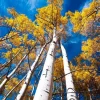 Golden Quaking Aspen Bare Roots - 2 Live Trees, 2-3 Ft Tall, White Bark, Yellow Fall Foliage, Cold Hardy Outdoor Populus Tremuloides - Image 1