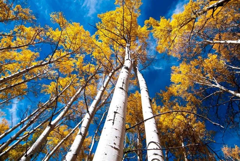 Golden Quaking Aspen Bare Roots - 2 Live Trees, 2-3 Ft Tall, White Bark, Yellow Fall Foliage, Cold Hardy Outdoor Populus Tremuloides - Image 1