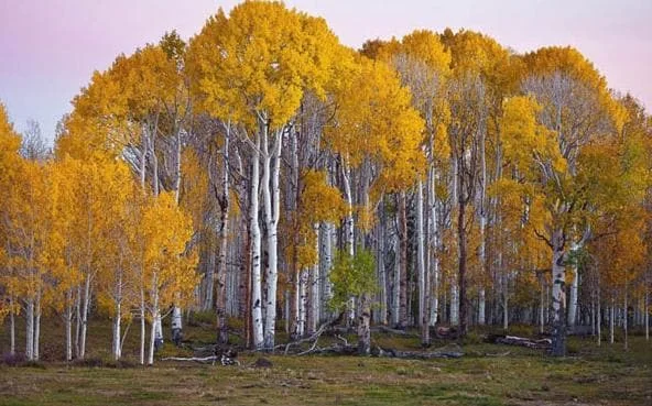 Golden Quaking Aspen Bare Roots - 2 Live Trees, 2-3 Ft Tall, White Bark, Yellow Fall Foliage, Cold Hardy Outdoor Populus Tremuloides Golden Quaking Aspen Bare Roots - 2 Live Trees, 2-3 Ft Tall, White Bark, Yellow Fall Foliage, Cold Hardy Outdoor Populus Tremuloides - Image 6