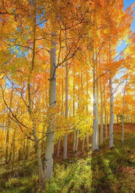 Golden Quaking Aspen Bare Roots - 2 Live Trees, 2-3 Ft Tall, White Bark, Yellow Fall Foliage, Cold Hardy Outdoor Populus Tremuloides Golden Quaking Aspen Bare Roots - 2 Live Trees, 2-3 Ft Tall, White Bark, Yellow Fall Foliage, Cold Hardy Outdoor Populus Tremuloides - Image 7