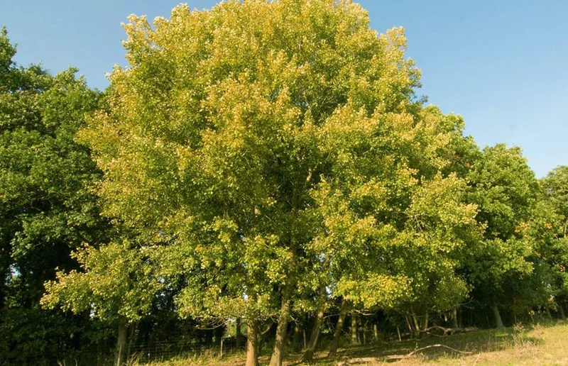 Golden Quaking Aspen Bare Roots - 2 Live Trees, 2-3 Ft Tall, White Bark, Yellow Fall Foliage, Cold Hardy Outdoor Populus Tremuloides Golden Quaking Aspen Bare Roots - 2 Live Trees, 2-3 Ft Tall, White Bark, Yellow Fall Foliage, Cold Hardy Outdoor Populus Tremuloides - Image 9