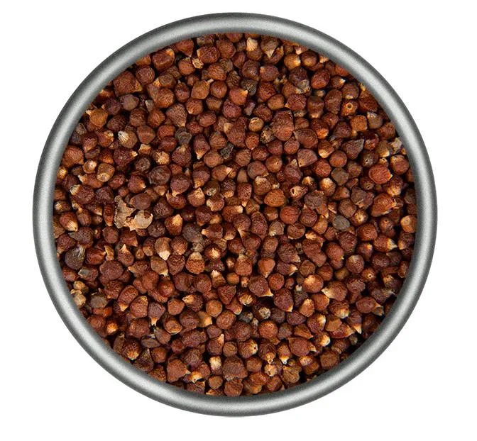 Grains of Paradise Live Starter Plant - Alligator Pepper, Guinea Pepper, 4-8 Inch Tall Grains of Paradise Live Starter Plant - Alligator Pepper, Guinea Pepper, 4-8 Inch Tall - Image 2