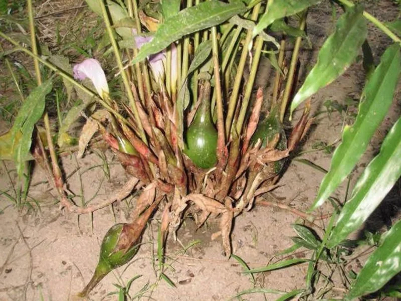 Grains of Paradise Live Starter Plant - Alligator Pepper, Guinea Pepper, 4-8 Inch Tall Grains of Paradise Live Starter Plant - Alligator Pepper, Guinea Pepper, 4-8 Inch Tall - Image 3