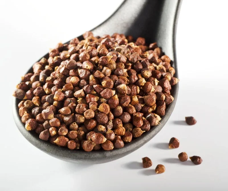 Grains of Paradise Live Starter Plant - Alligator Pepper, Guinea Pepper, 4-8 Inch Tall Grains of Paradise Live Starter Plant - Alligator Pepper, Guinea Pepper, 4-8 Inch Tall - Image 4