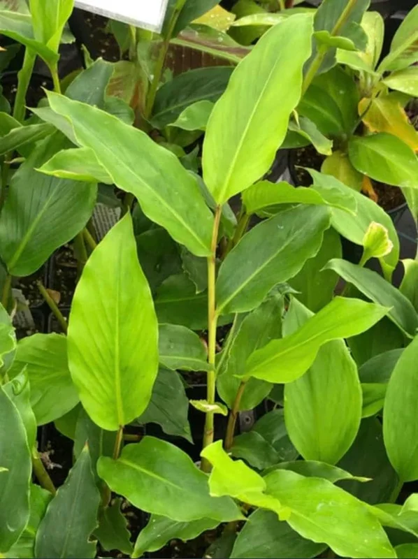 Grains of Paradise Live Starter Plant - Alligator Pepper, Guinea Pepper, 4-8 Inch Tall Grains of Paradise Live Starter Plant - Alligator Pepper, Guinea Pepper, 4-8 Inch Tall - Image 5