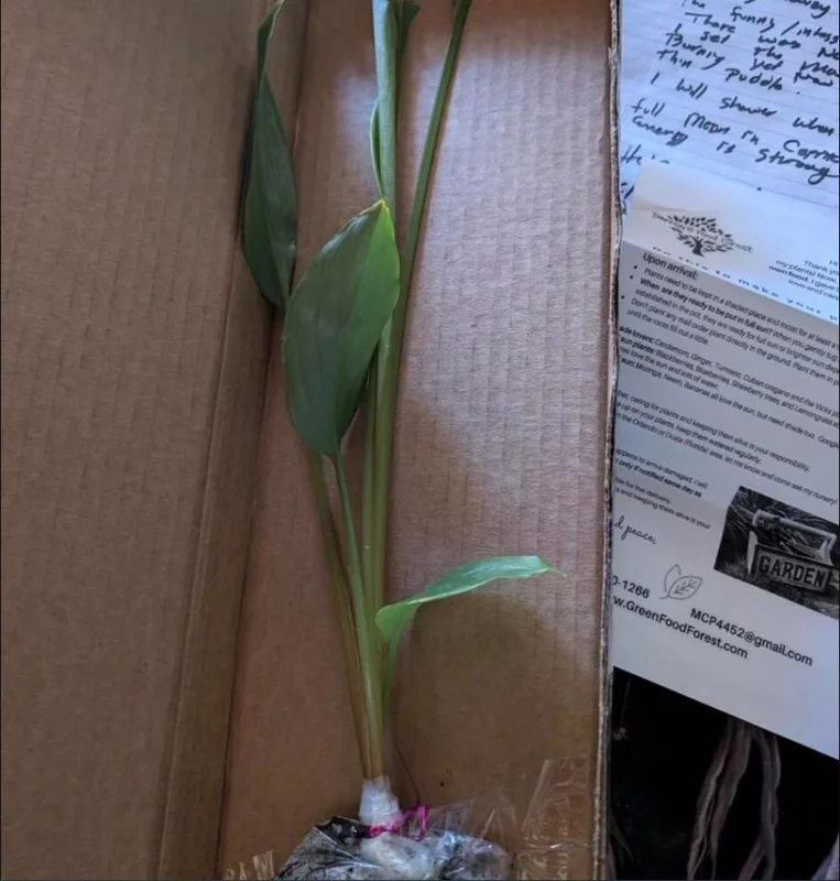 Grains of Paradise Live Starter Plant - Alligator Pepper, Guinea Pepper, 4-8 Inch Tall Grains of Paradise Live Starter Plant - Alligator Pepper, Guinea Pepper, 4-8 Inch Tall - Image 7