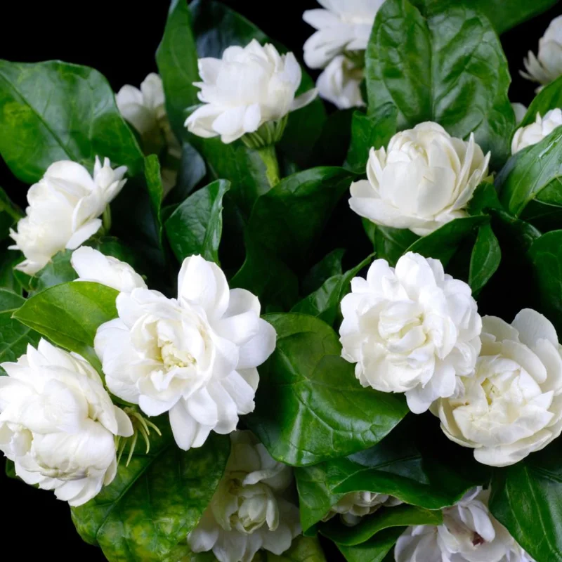 Grand Duke of Tuscany Jasmine Live Plant – Fragrant White Double Flowers – 3-6 ft Shrub - Image 1