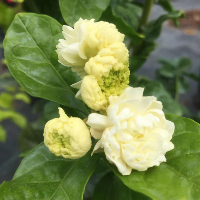 Grand Duke of Tuscany Jasmine Live Plant – Fragrant White Double Flowers – 3-6 ft Shrub - Image 2