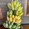 Grand Nain Banana Live Plant – Set of 2 – 4-6" Tall – Edible Fruit – Tropical Outdoor - Image 1