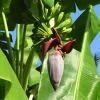 Grand Nain Banana Plant - Dwarf Banana Tree Live Starter - 4-6 inches Tall - Image 1