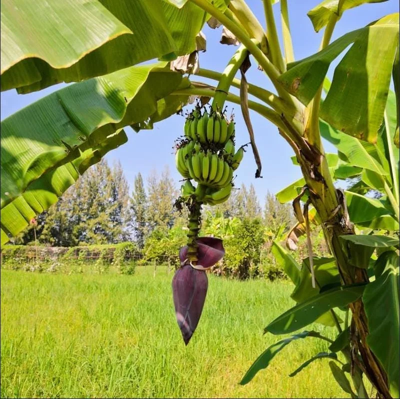 Grand Nain Banana Plant Live – Dwarf Banana Tree Starter 4-6 Inch Tall Bare Root Grand Nain Banana Plant Live – Dwarf Banana Tree Starter 4-6 Inch Tall Bare Root - Image 3