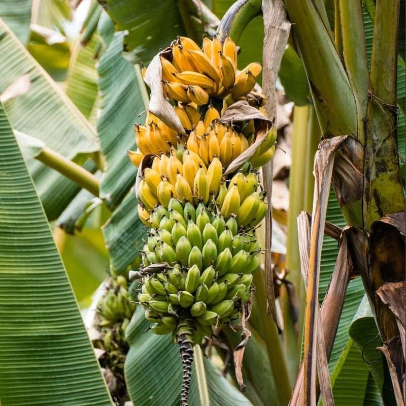 Grand Nain Banana Plant Live – Dwarf Banana Tree Starter 4-6 Inch Tall Bare Root Grand Nain Banana Plant Live – Dwarf Banana Tree Starter 4-6 Inch Tall Bare Root - Image 4