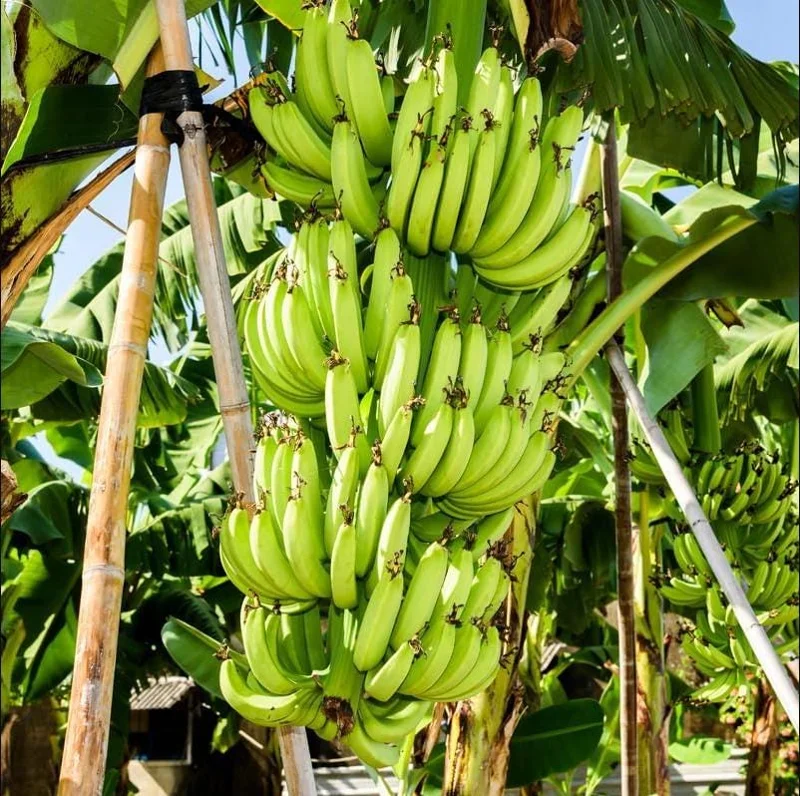 Grand Nain Banana Plant Live – Dwarf Banana Tree Starter 4-6 Inch Tall Bare Root Grand Nain Banana Plant Live – Dwarf Banana Tree Starter 4-6 Inch Tall Bare Root - Image 5