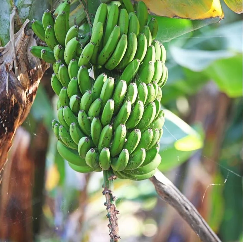 Grand Nain Banana Plant Live – Dwarf Banana Tree Starter 4-6 Inch Tall Bare Root Grand Nain Banana Plant Live – Dwarf Banana Tree Starter 4-6 Inch Tall Bare Root - Image 6