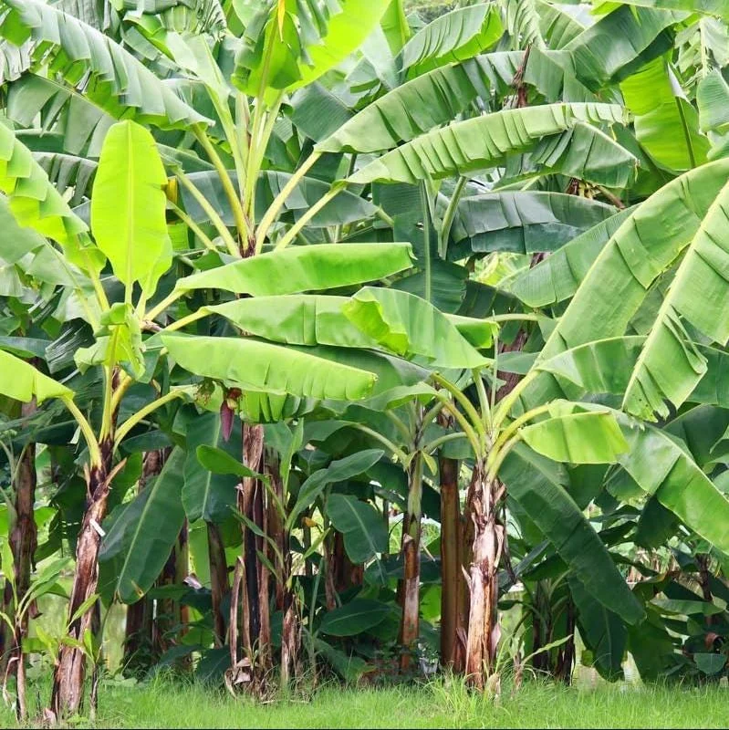 Grand Nain Banana Plant Live – Dwarf Banana Tree Starter 4-6 Inch Tall Bare Root Grand Nain Banana Plant Live – Dwarf Banana Tree Starter 4-6 Inch Tall Bare Root - Image 7