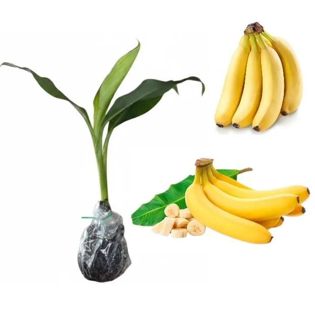 Grand Nain Banana Plant Live – Dwarf Banana Tree Starter 4-6 Inch Tall Bare Root Grand Nain Banana Plant Live – Dwarf Banana Tree Starter 4-6 Inch Tall Bare Root - Image 8