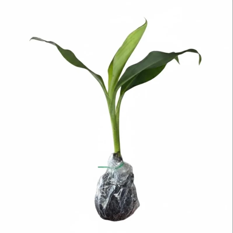 Grand Nain Banana Plant Live – Dwarf Banana Tree Starter 4-6 Inch Tall Bare Root Grand Nain Banana Plant Live – Dwarf Banana Tree Starter 4-6 Inch Tall Bare Root - Image 9
