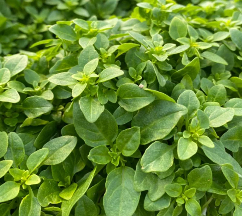 Greek Basil Live Plant – 3 Pack – 5-8" Tall – Aromatic Culinary Herb - Image 2