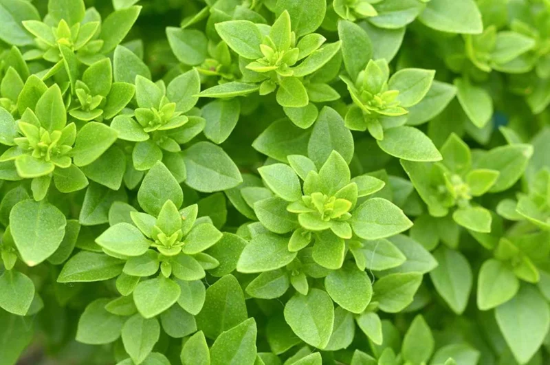 Home Greek Basil Live Plant – 3 Pack – 5-8" Tall – Aromatic Culinary Herb - Image 1