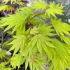 Green Japanese Maple Live Tree – 18-28" Tall – 1 Gallon Pot – Outdoor Shade Tree - Image 1