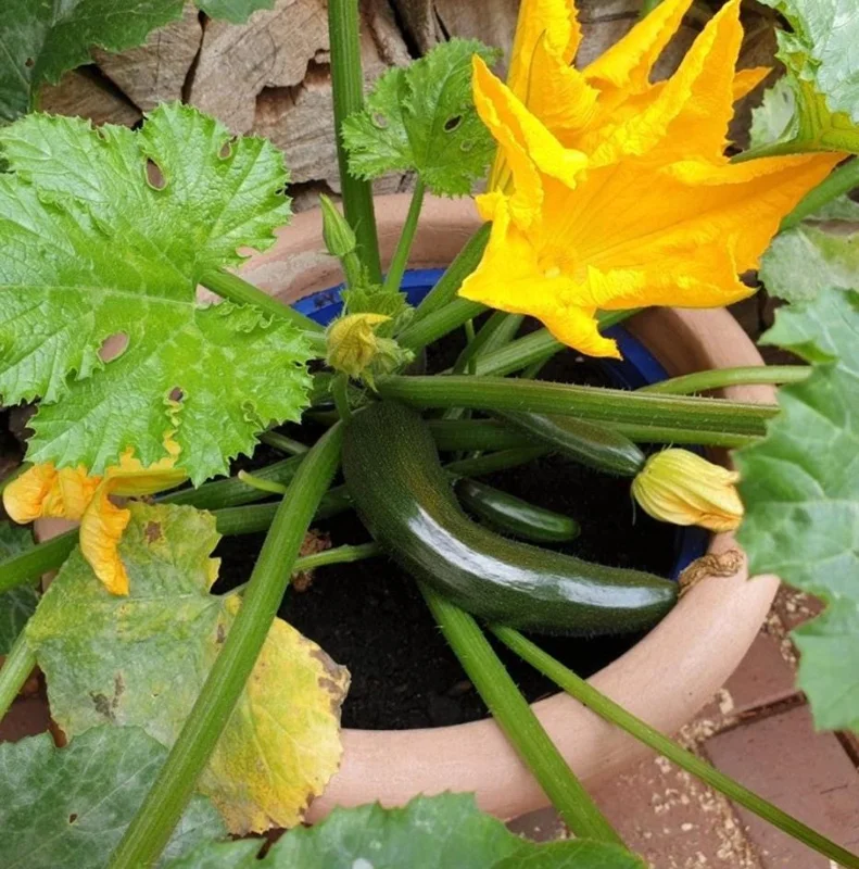 Green Zucchini Live Plants Set of 2 – 4 Inch Pots – Summer Vegetable Garden Starters - Image 2