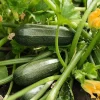 Green Zucchini Live Plants Set of 2 – 4 Inch Pots – Summer Vegetable Garden Starters - Image 1