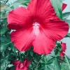 Hardy Hibiscus Moscheutos Live Plant – Red Rose Mallow Bush – 5-9 Inch Tall Hardy Hibiscus Moscheutos Live Plant – Red Rose Mallow Bush – 5-9 Inch Tall - Image 1