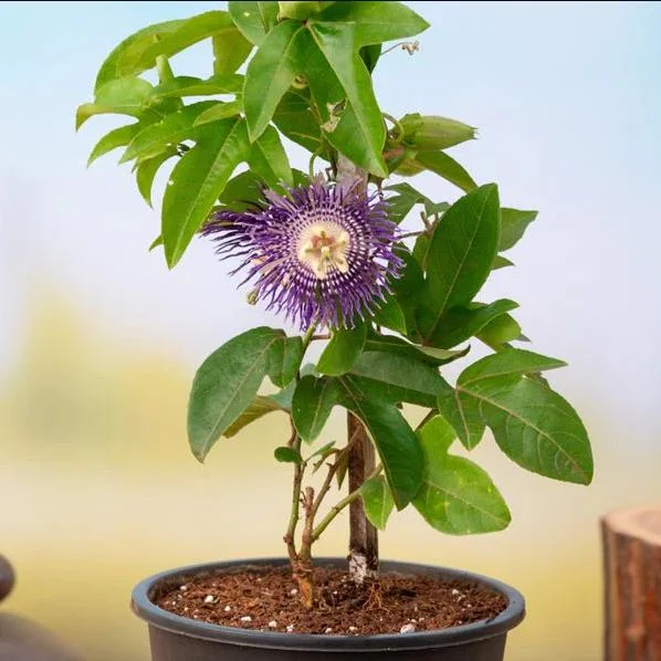 Hardy Passionflower Vine Inspiration Live Plant - Deep Purple, 5-7 Inch Tall Hardy Passionflower Vine Inspiration Live Plant - Deep Purple, 5-7 Inch Tall - Image 10