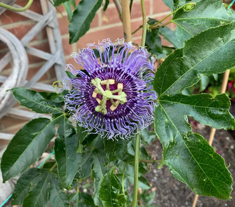 Hardy Passionflower Vine Inspiration Live Plant - Deep Purple, 5-7 Inch Tall Hardy Passionflower Vine Inspiration Live Plant - Deep Purple, 5-7 Inch Tall - Image 2
