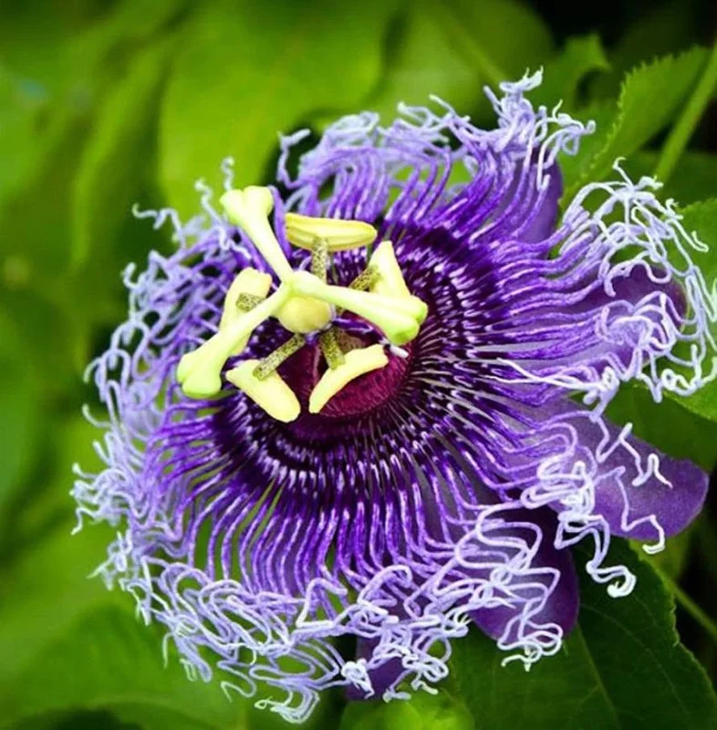 Hardy Passionflower Vine Inspiration Live Plant - Deep Purple, 5-7 Inch Tall Hardy Passionflower Vine Inspiration Live Plant - Deep Purple, 5-7 Inch Tall - Image 3