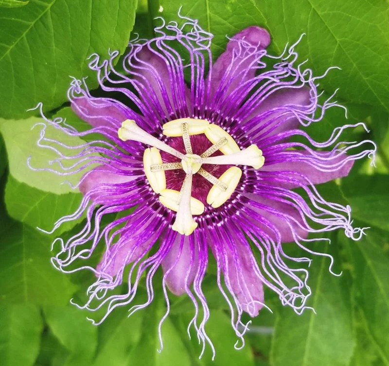 Hardy Passionflower Vine Inspiration Live Plant - Deep Purple, 5-7 Inch Tall Hardy Passionflower Vine Inspiration Live Plant - Deep Purple, 5-7 Inch Tall - Image 4