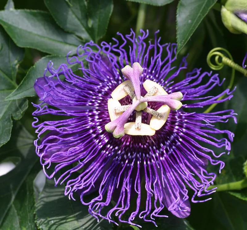 Hardy Passionflower Vine Inspiration Live Plant - Deep Purple, 5-7 Inch Tall Hardy Passionflower Vine Inspiration Live Plant - Deep Purple, 5-7 Inch Tall - Image 5