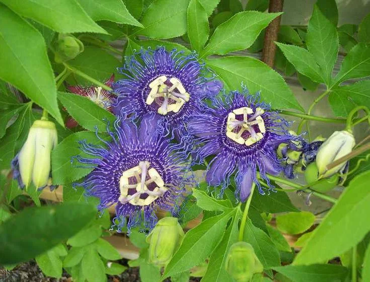 Hardy Passionflower Vine Inspiration Live Plant - Deep Purple, 5-7 Inch Tall Hardy Passionflower Vine Inspiration Live Plant - Deep Purple, 5-7 Inch Tall - Image 6