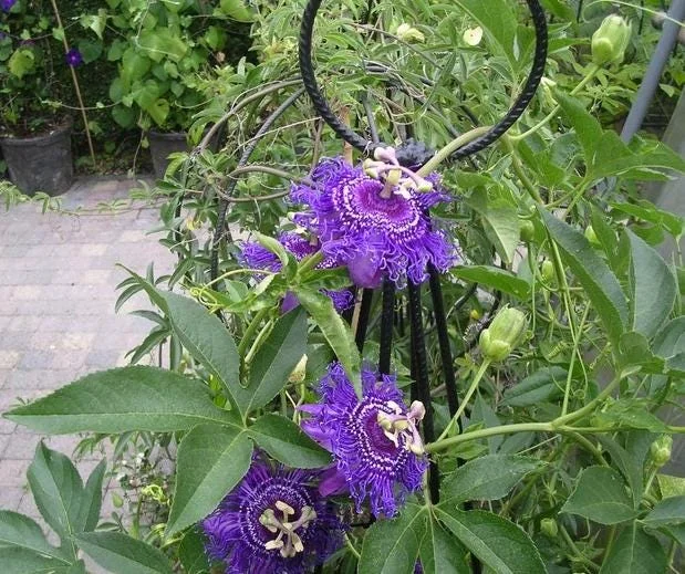 Hardy Passionflower Vine Inspiration Live Plant - Deep Purple, 5-7 Inch Tall Hardy Passionflower Vine Inspiration Live Plant - Deep Purple, 5-7 Inch Tall - Image 1
