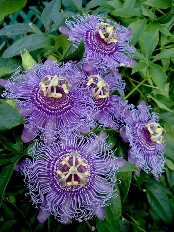 Hardy Passionflower Vine Inspiration Live Plant - Deep Purple, 5-7 Inch Tall Hardy Passionflower Vine Inspiration Live Plant - Deep Purple, 5-7 Inch Tall - Image 8