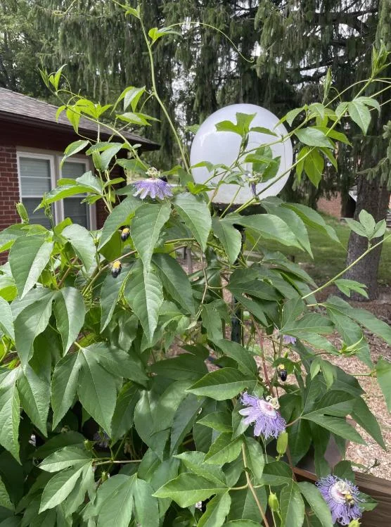 Hardy Passionflower Vine Inspiration Live Plant - Deep Purple, 5-7 Inch Tall Hardy Passionflower Vine Inspiration Live Plant - Deep Purple, 5-7 Inch Tall - Image 9