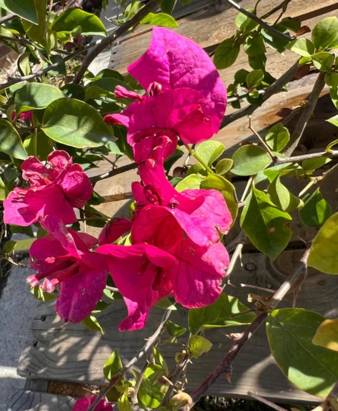 Helen Bougainvillea Live Plant Set, 2 Pack, 4-6" Tall Tropical Climbing Vine, Outdoor Helen Bougainvillea Live Plant Set, 2 Pack, 4-6" Tall Tropical Climbing Vine, Outdoor - Image 2