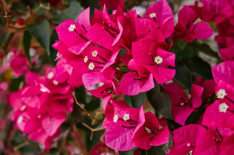 Helen Bougainvillea Live Plant Set, 2 Pack, 4-6" Tall Tropical Climbing Vine, Outdoor Helen Bougainvillea Live Plant Set, 2 Pack, 4-6" Tall Tropical Climbing Vine, Outdoor - Image 3