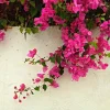 Helen Bougainvillea Live Plant Set, 2 Pack, 4-6" Tall Tropical Climbing Vine, Outdoor Helen Bougainvillea Live Plant Set, 2 Pack, 4-6" Tall Tropical Climbing Vine, Outdoor - Image 1