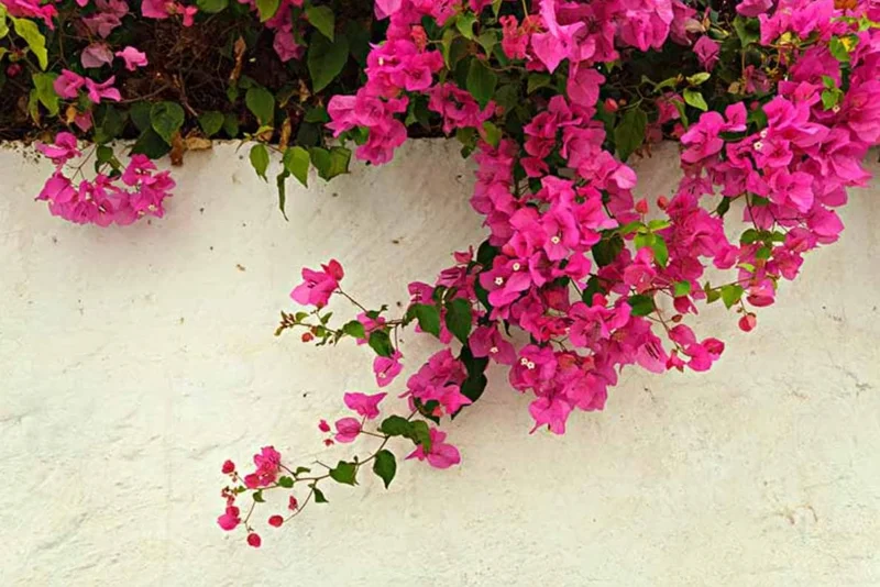 Helen Bougainvillea Live Plant Set, 2 Pack, 4-6" Tall Tropical Climbing Vine, Outdoor Helen Bougainvillea Live Plant Set, 2 Pack, 4-6" Tall Tropical Climbing Vine, Outdoor - Image 1