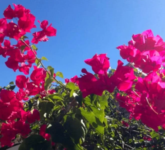 Helen Bougainvillea Live Plant Set, 2 Pack, 4-6" Tall Tropical Climbing Vine, Outdoor Helen Bougainvillea Live Plant Set, 2 Pack, 4-6" Tall Tropical Climbing Vine, Outdoor - Image 4