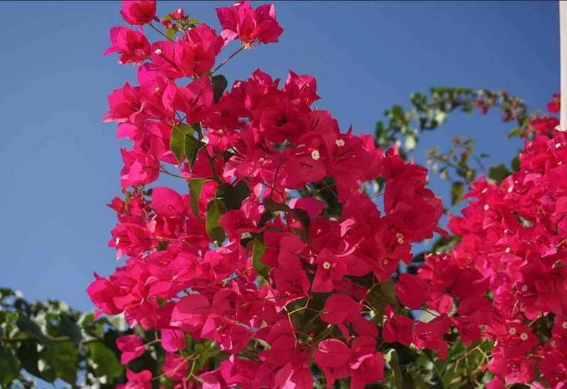 Helen Bougainvillea Live Plant Set, 2 Pack, 4-6" Tall Tropical Climbing Vine, Outdoor Helen Bougainvillea Live Plant Set, 2 Pack, 4-6" Tall Tropical Climbing Vine, Outdoor - Image 5