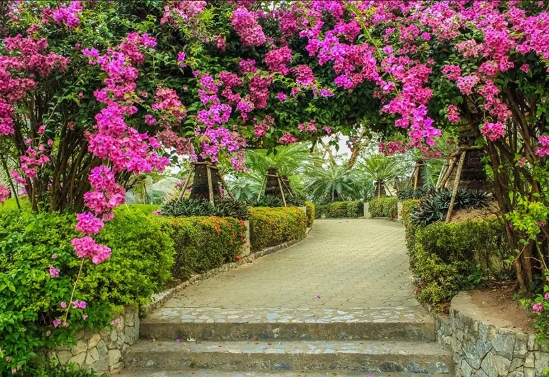 Helen Bougainvillea Live Plant Set, 2 Pack, 4-6" Tall Tropical Climbing Vine, Outdoor Helen Bougainvillea Live Plant Set, 2 Pack, 4-6" Tall Tropical Climbing Vine, Outdoor - Image 7