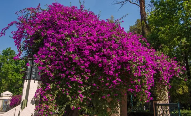 Helen Bougainvillea Live Plant Set, 2 Pack, 4-6" Tall Tropical Climbing Vine, Outdoor Helen Bougainvillea Live Plant Set, 2 Pack, 4-6" Tall Tropical Climbing Vine, Outdoor - Image 9