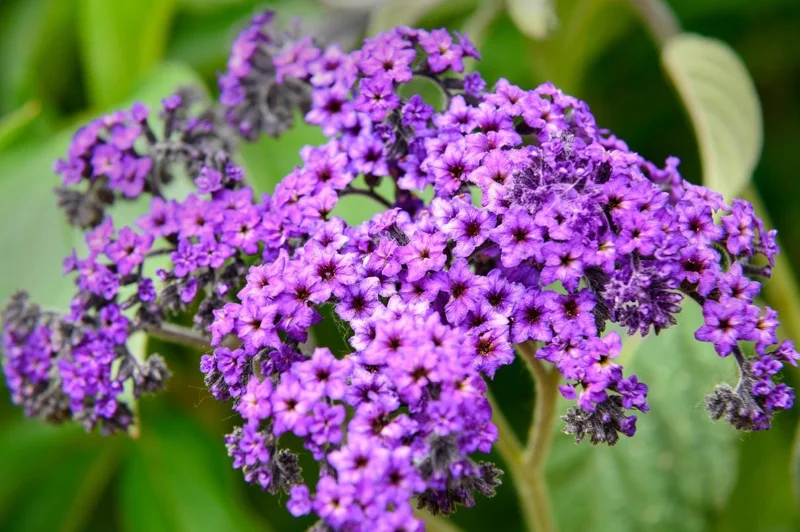 Heliotrope 'Fragrant Delight' Live Plants – 2 Pack, 4-6" Tall, Purple Blooms, Vanilla Scent Heliotrope 'Fragrant Delight' Live Plants – 2 Pack, 4-6" Tall, Purple Blooms, Vanilla Scent - Image 2