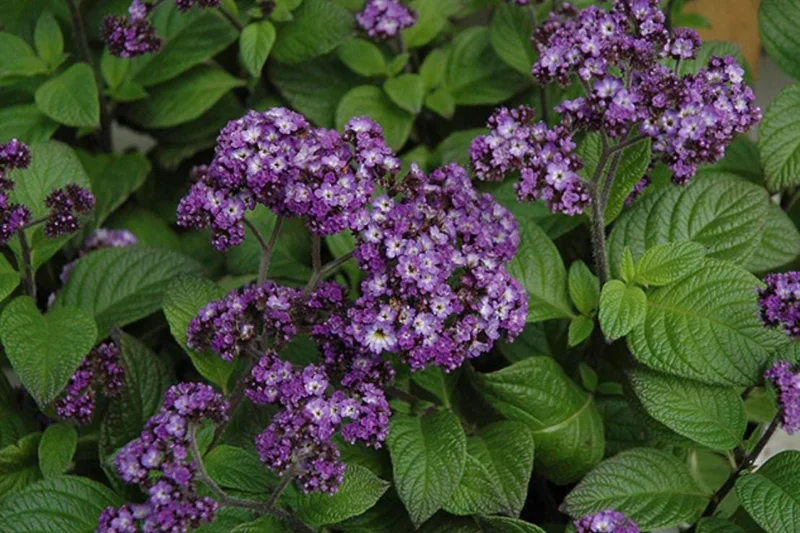 Heliotrope 'Fragrant Delight' Live Plants – 2 Pack, 4-6" Tall, Purple Blooms, Vanilla Scent Heliotrope 'Fragrant Delight' Live Plants – 2 Pack, 4-6" Tall, Purple Blooms, Vanilla Scent - Image 3
