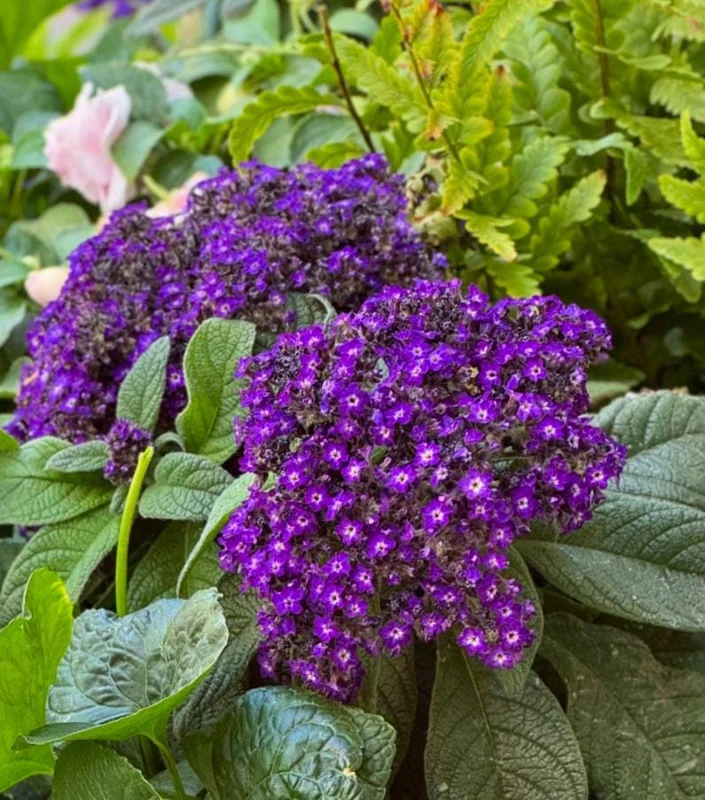 Heliotrope 'Fragrant Delight' Live Plants – 2 Pack, 4-6" Tall, Purple Blooms, Vanilla Scent Heliotrope 'Fragrant Delight' Live Plants – 2 Pack, 4-6" Tall, Purple Blooms, Vanilla Scent - Image 4