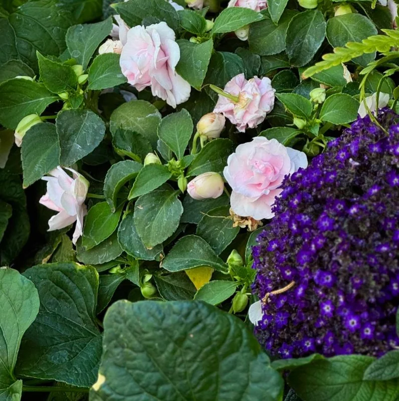 Heliotrope 'Fragrant Delight' Live Plants – 2 Pack, 4-6" Tall, Purple Blooms, Vanilla Scent Heliotrope 'Fragrant Delight' Live Plants – 2 Pack, 4-6" Tall, Purple Blooms, Vanilla Scent - Image 5