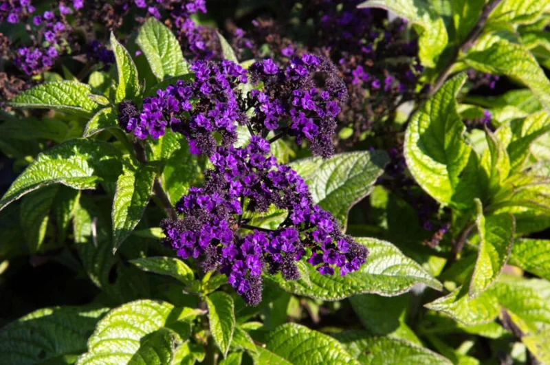 Heliotrope 'Fragrant Delight' Live Plants – 2 Pack, 4-6" Tall, Purple Blooms, Vanilla Scent Heliotrope 'Fragrant Delight' Live Plants – 2 Pack, 4-6" Tall, Purple Blooms, Vanilla Scent - Image 6